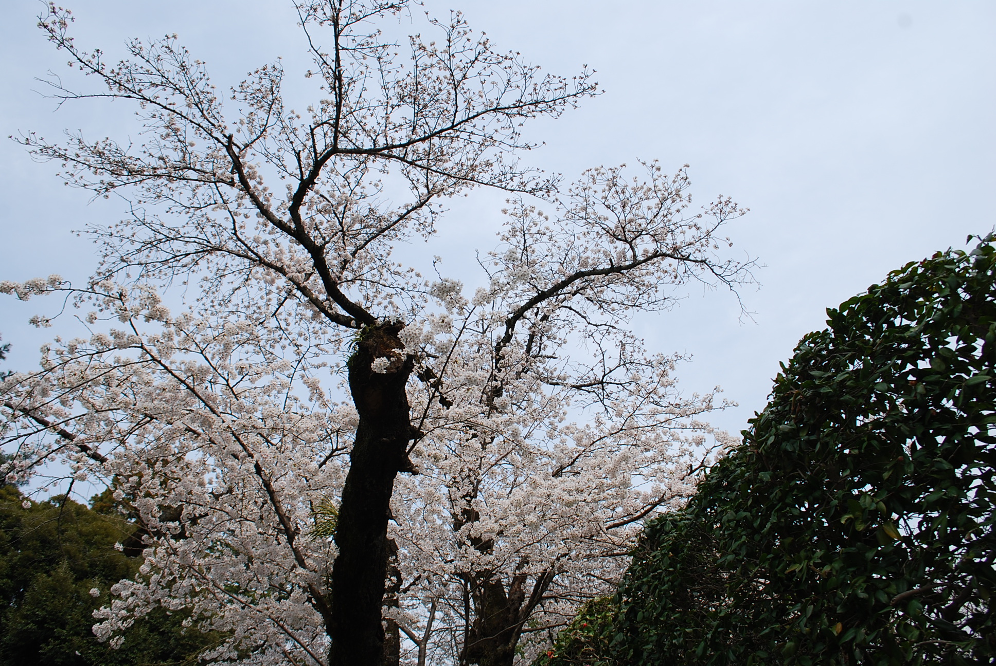 sakura