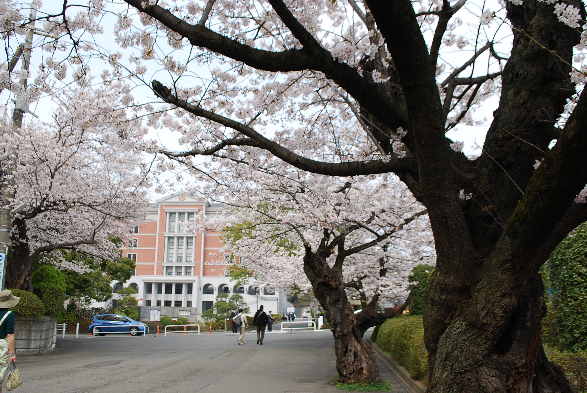 sakura