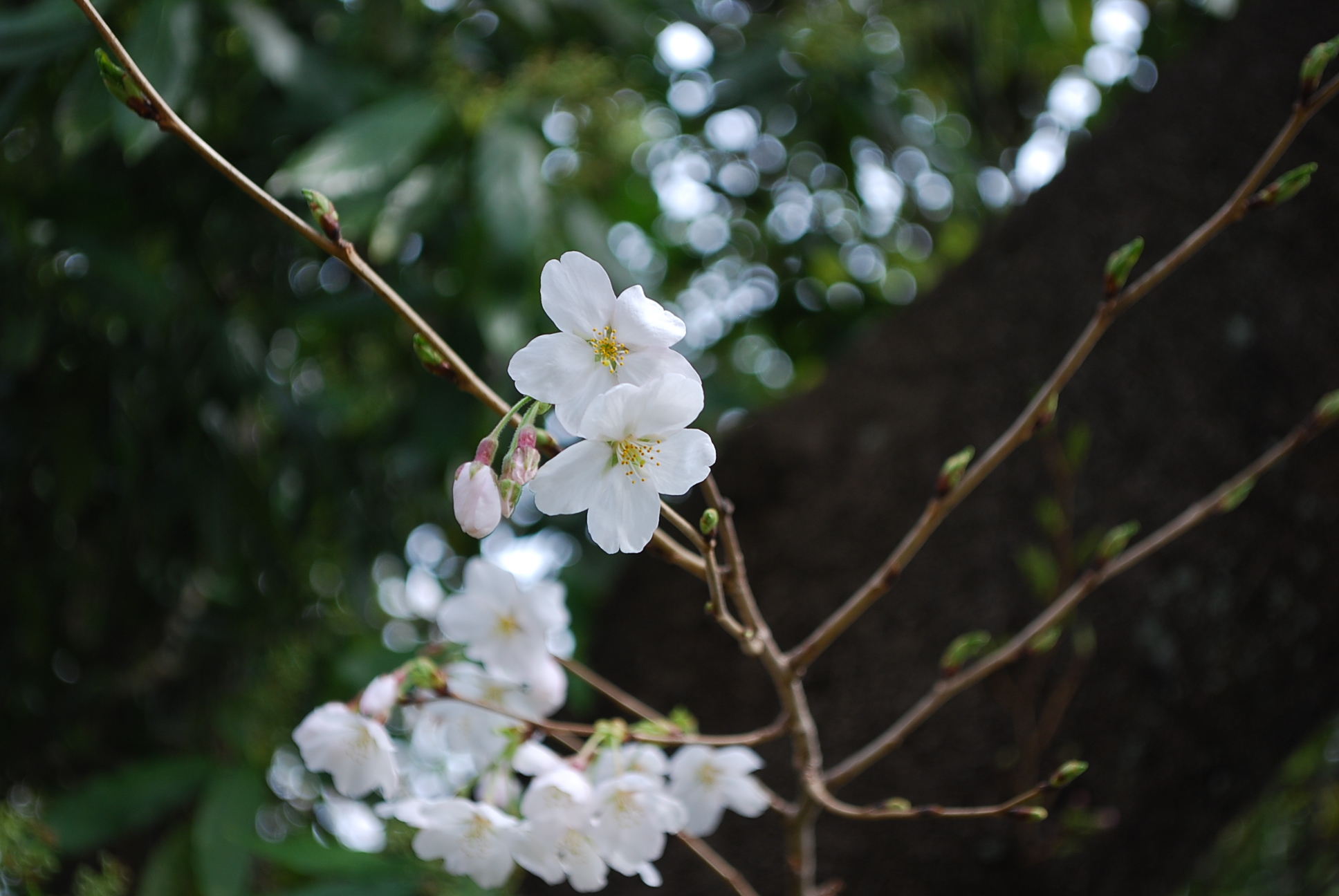 sakura